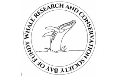 CCS Joins New Society in the Bay of Fundy Dedicated to Studying and Protecting Humpback Whales and Other Marine Mammals